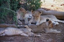 Löwenfamilie im Samburu NP